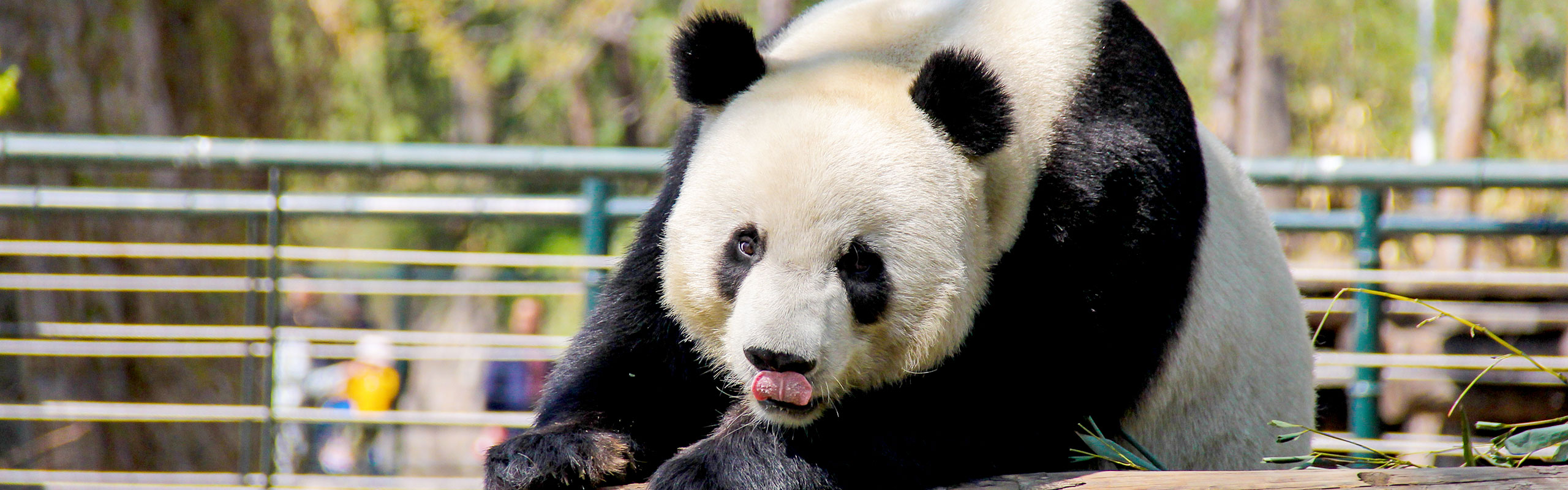 Giant Panda